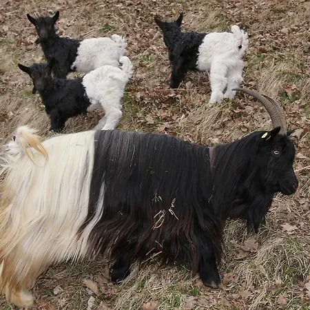 아파트 Haus Suedblick 젤암제