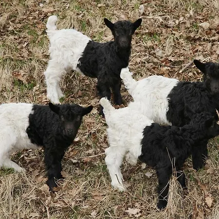 Haus Suedblick Appartement Zell am See