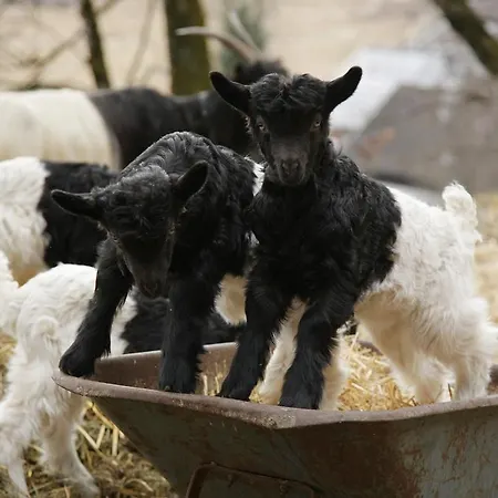Appartement Haus Suedblick Zell am See
