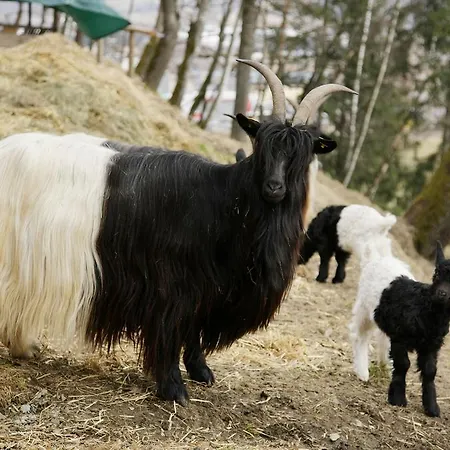 Appartement Haus Suedblick *